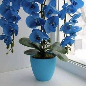 Meet your Posher, Janet